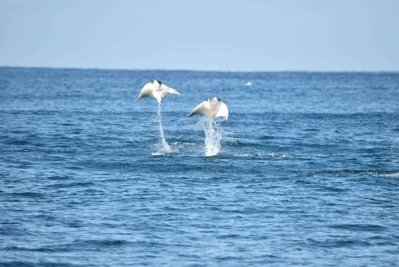 Whale Watch Cabo: Group Whale Watching Tour - FREE photos - Key highlights