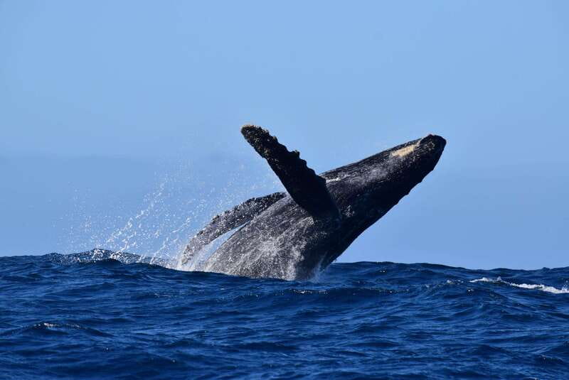 Whale Watch Cabo: Group Whale Watching Tour - FREE photos - Whale watching with a real science guide in Cabo