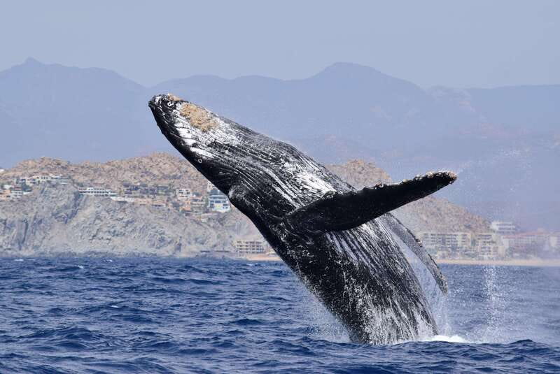 Whale Watch Cabo: Group Whale Watching Tour - FREE photos - How the hydrophone changes the whole experience