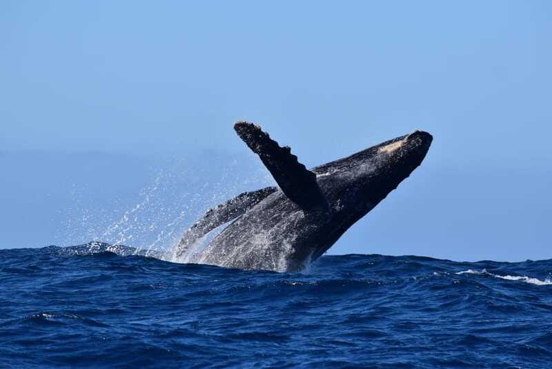 Whale Watch Cabo: Group Whale Watching Tour - FREE photos - What species you can realistically expect to see