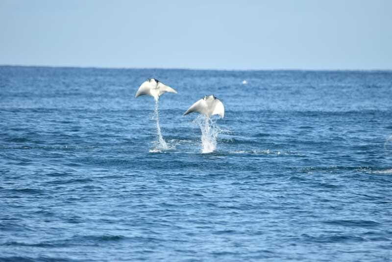 Whale Watch Cabo: Group Whale Watching Tour - FREE photos - Who this tour is best for (and who should reconsider)