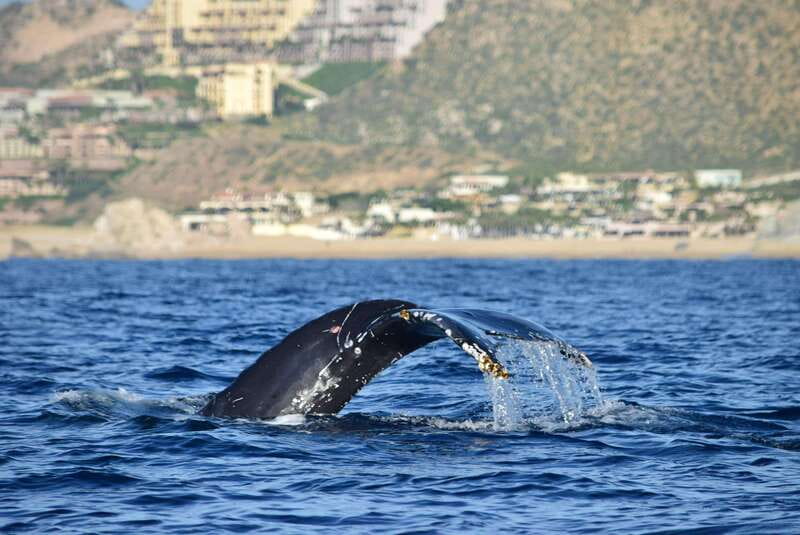 Whale Watch Cabo: Group Whale Watching Tour - FREE photos - The 2.5-hour route: Pelican Rock, Lovers Beach, and the Arch