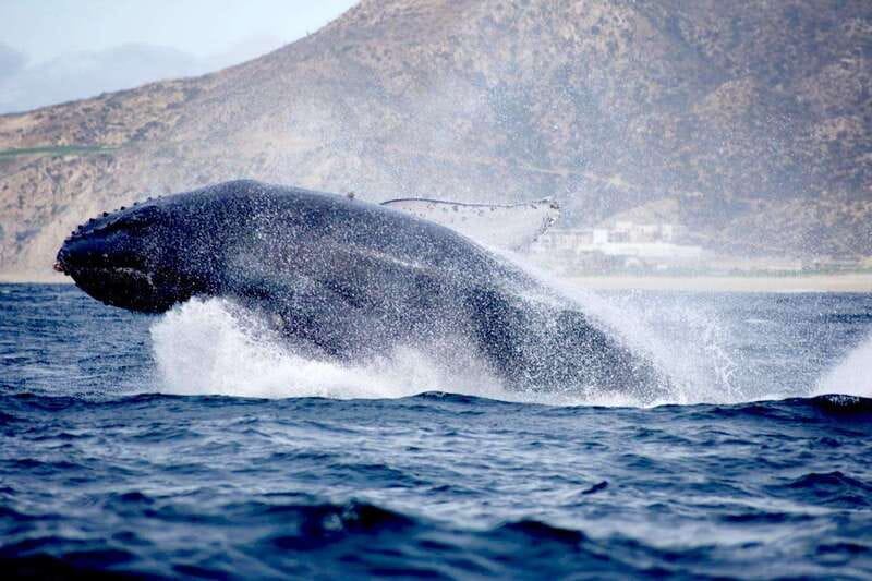 Whale Watch Cabo: Zodiac Whale Adventure - FREE Photos - Who should book this tour (and who may want a different plan)