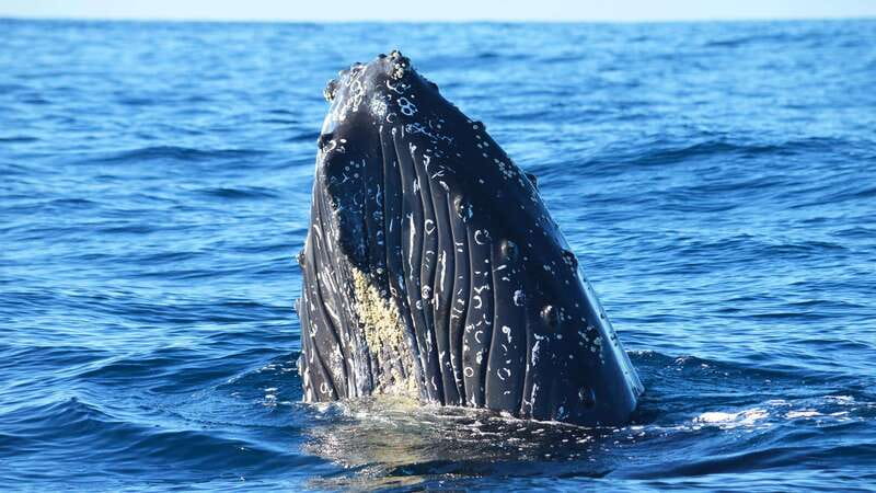 Whale Watch Cabo: Zodiac Whale Adventure - FREE Photos - Zodiac Whale Adventure in Cabo: what the 2.5 hours really feels like