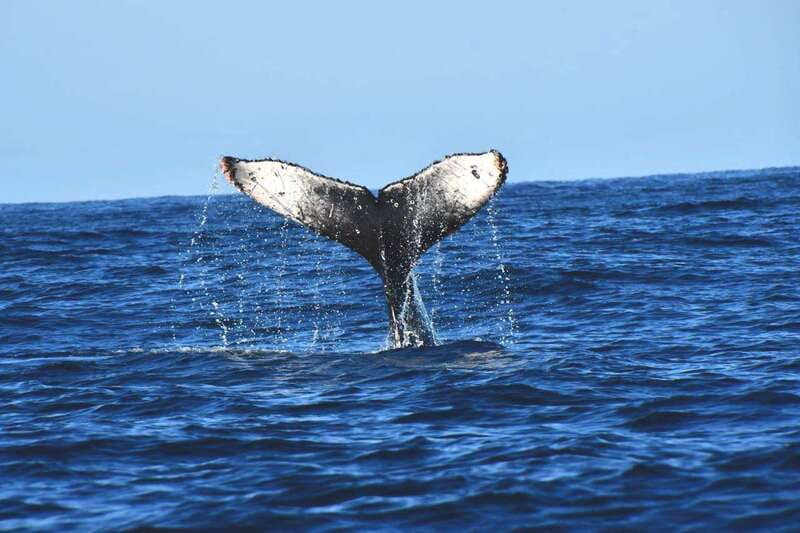 Whale Watch Cabo: Zodiac Whale Adventure - FREE Photos - The ride out of the bay: Pelican Rock, Lovers Beach, and the Arch