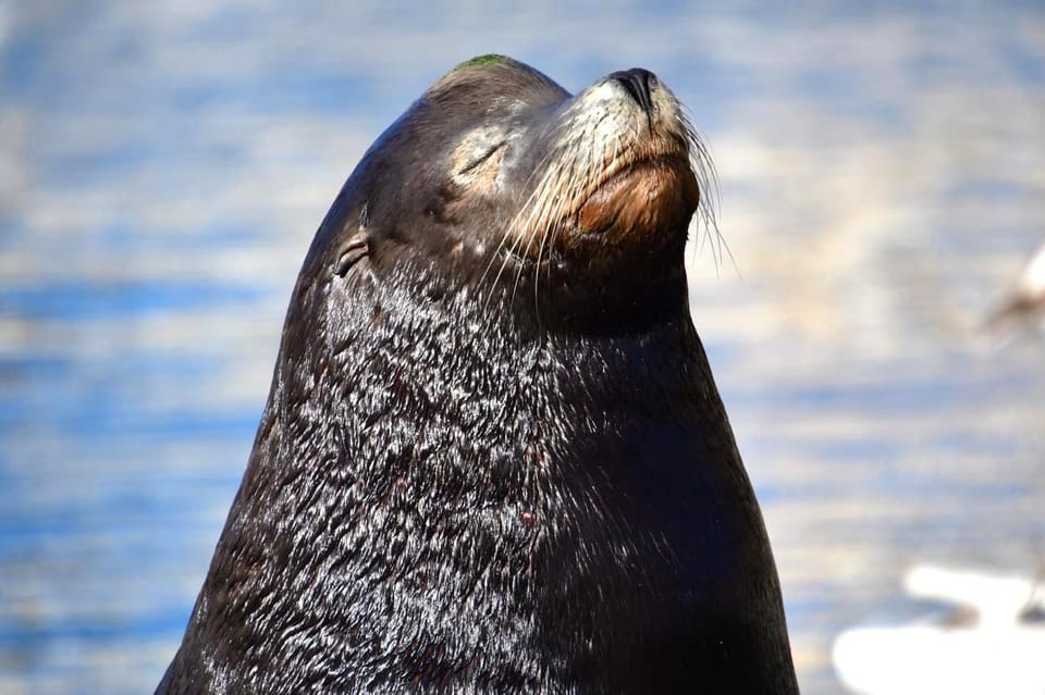 Whale Watch Cabo: Zodiac Whale Adventure - FREE Photos - Searching for whales: how sightings work with humpbacks and more