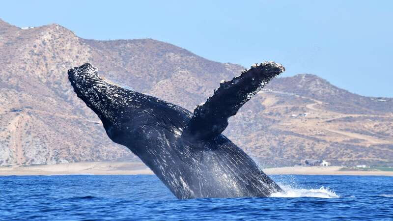 Whale Watch Cabo: Zodiac Whale Adventure - FREE Photos - Whale Sightings Guarantee: the best safety net you get in winter