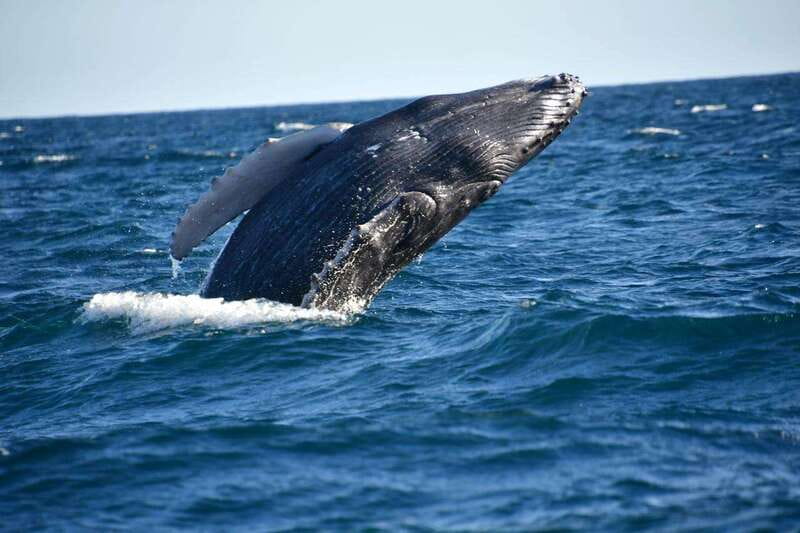 Whale Watch Cabo: Zodiac Whale Adventure - FREE Photos - Included vs not included: what you should budget mentally