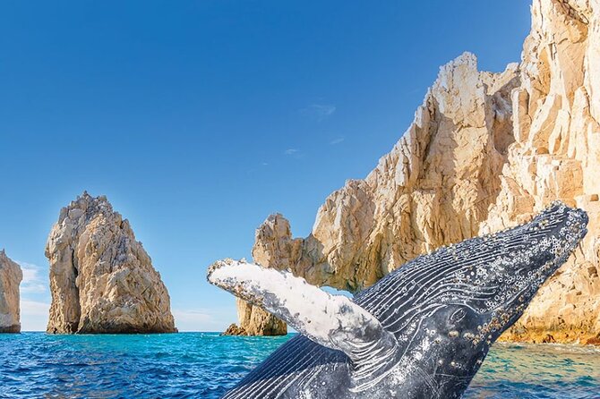 Whale Watching and Cabo San Lucas Arch - A Small-Group Boat Day With Big Views