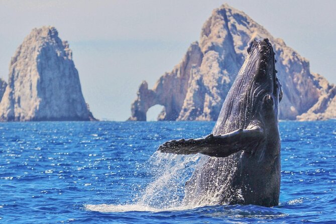Whale Watching and Cabo San Lucas Arch - Key Highlights You’ll Actually Feel