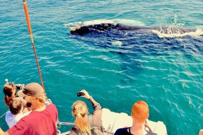 Whale Watching and Cabo San Lucas Arch - Cabo San Lucas Whale Watching Meets the Arch at the End of the Earth