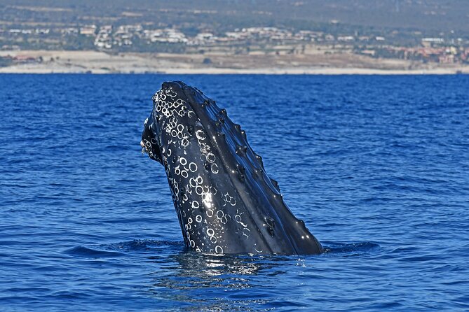 Whale Watching by Zodiac in Cabo San Lucas with Photos Included - Key highlights worth the effort
