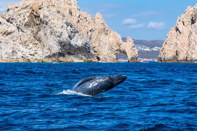 Whale Watching by Zodiac in Cabo San Lucas with Photos Included - Cabo San Lucas whale season: humpbacks, breaches, and songs