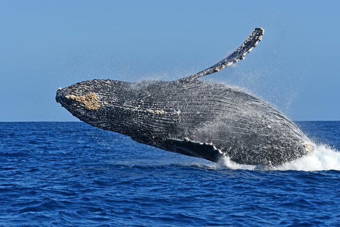 Whale Watching by Zodiac in Cabo San Lucas with Photos Included - The 2.5-hour game plan: searching, tracking, and listening