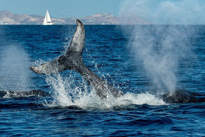 Whale Watching by Zodiac in Cabo San Lucas with Photos Included - Guides and whale etiquette: why the small boat matters