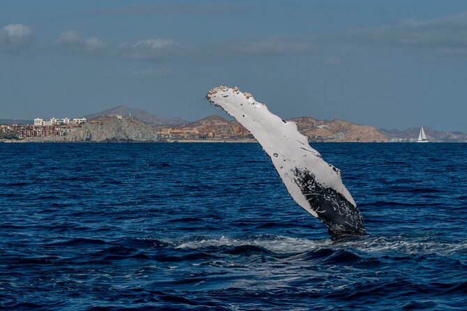 Whale Watching by Zodiac in Cabo San Lucas with Photos Included - Photos and videos included: how to plan for delivery