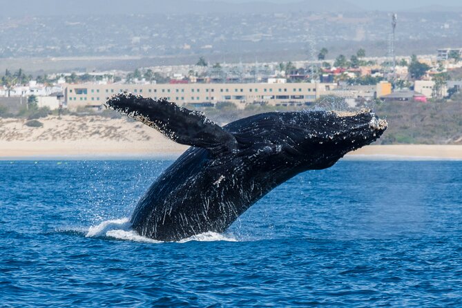 Whale Watching by Zodiac in Cabo San Lucas with Photos Included - Price and value: $85 with snacks and professional media