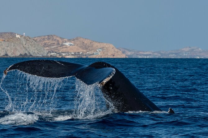 Whale Watching by Zodiac in Cabo San Lucas with Photos Included - Who should book this whale watching zodiac tour