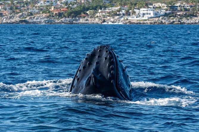 Whale Watching by Zodiac in Cabo San Lucas with Photos Included - Finding the meeting point at Marina area: get your bearings before you walk up