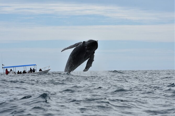Whale Watching Cabo-Women crew-Sightings Guaranteed & Free Photos - Hydrophone whale songs: why this is more than “just watching”