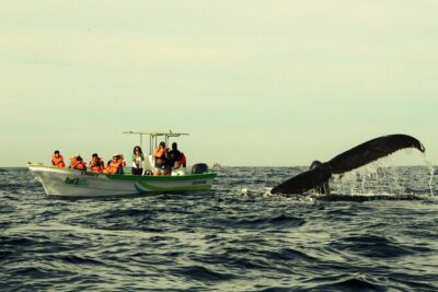 Whale Watching Cabo-Women crew-Sightings Guaranteed & Free Photos - Meeting at Breathless Cabo: quick boarding and less standing around