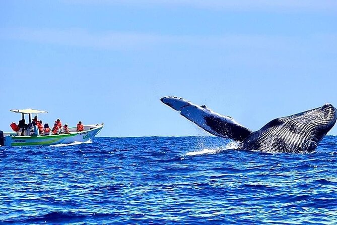 Whale Watching Cabo-Women crew-Sightings Guaranteed & Free Photos - Photos included, plus a second free tour if you miss whales