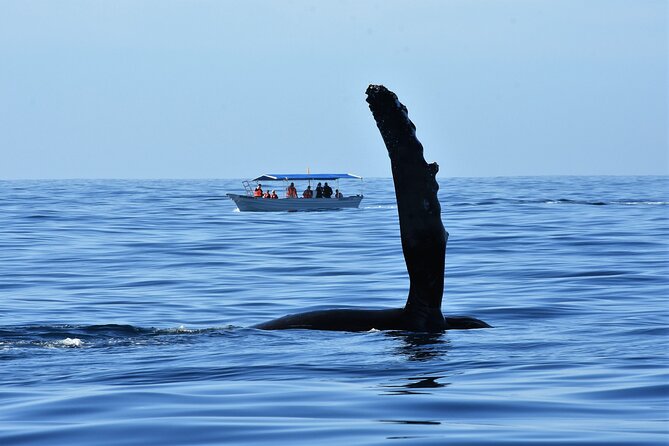 Whale Watching Cabo-Women crew-Sightings Guaranteed & Free Photos - Sea of Cortez or the Pacific: how weather changes your day