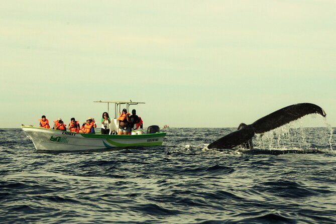 Whale Watching Cabo-Women crew-Sightings Guaranteed & Free Photos - Meeting at Breathless Cabo: quick boarding and less standing around