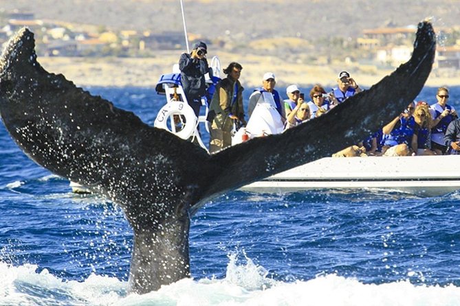 Whale Watching Cruise in Cabos San Lucas and Ground Transportation - Cabo San Lucas Arch and whales: what the 4-hour plan feels like