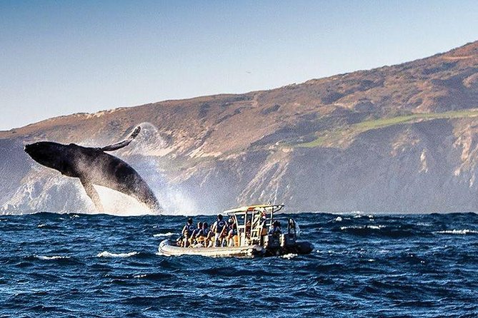 Whale Watching Cruise in Cabos San Lucas and Ground Transportation - Speedboat vs catamaran: open bar, tequila, and sea conditions