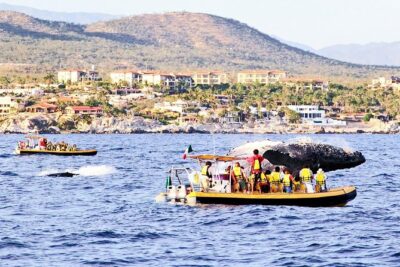 Whale Watching Cruise in Cabos San Lucas and Ground Transportation - Pickup and meeting points: how to protect your morning