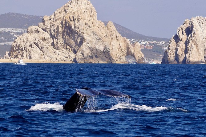 Whale Watching Cruise in Cabos San Lucas and Ground Transportation - Whale watching value: what you’re really paying for at sea