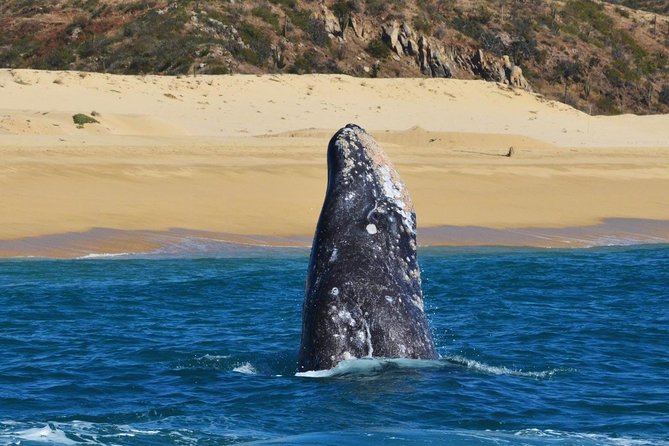 Whale Watching Cruise in Cabos San Lucas and Ground Transportation - Safety and comfort: lifevests, insurance, and a “no drama” mindset