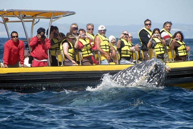 Whale Watching Cruise in Cabos San Lucas and Ground Transportation - What to bring (and what to skip) for a smooth whale day
