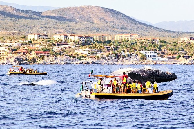 Whale Watching Cruise in Cabos San Lucas and Ground Transportation - Pickup and meeting points: how to protect your morning