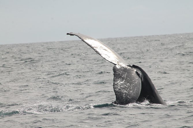 Whale Watching Dinner Cruise in Cabo San Lucas - Dinner Buffet + Open Bar: The Part That Makes It a True Date