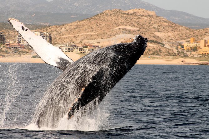 Whale Watching Dinner Cruise in Cabo San Lucas - Price and Value: How to Think About the $110
