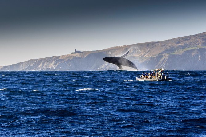 Whale Watching Dinner Cruise in Cabo San Lucas - Who Should Book This Cabo Whale Dinner Cruise?