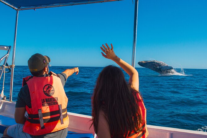 Whale Watching Experience in Cabo San Lucas 2 hours - Key points before you go