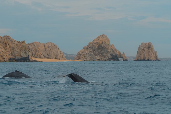 Whale Watching Experience in Cabo San Lucas 2 hours - 2 hours on the water: what this Cabo whale trip really covers