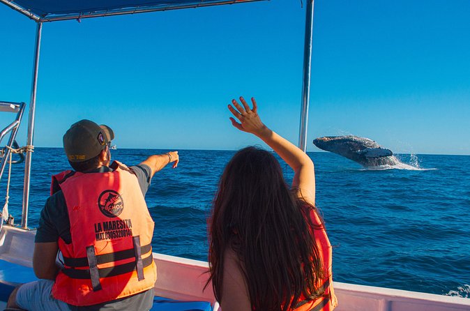 Whale Watching Experience in Cabo San Lucas 2 hours - What’s included on board, and what you should double-check