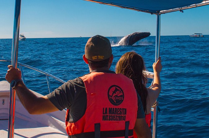 Whale Watching Experience in Cabo San Lucas 2 hours - English on the water: helpful, but don’t count on perfect narration