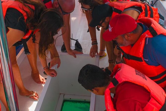 Whale Watching Experience in Cabo San Lucas 2 hours - Best fit: who this Cabo whale tour suits best