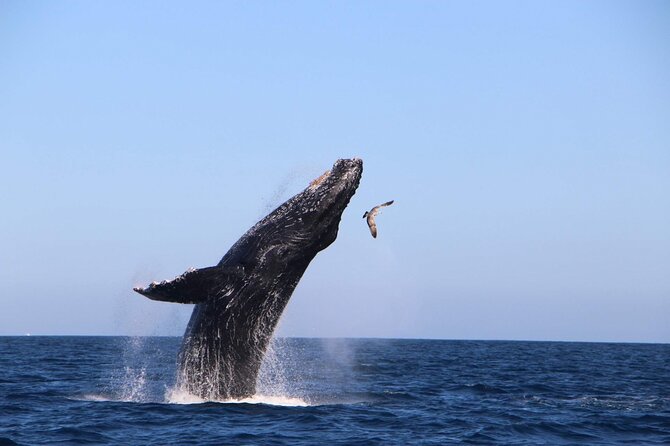 Whale Watching Experience in Cabo San Lucas - Cabo Whale Watching That Feels Personal, Not Packed
