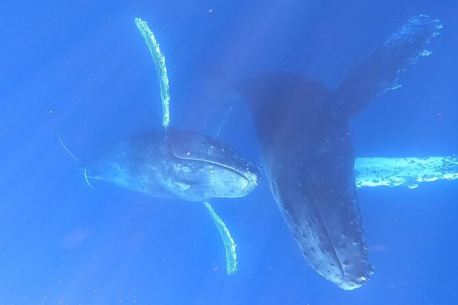 Whale Watching Experience in Cabo San Lucas - The Boat and Crew Focus on Fast, Active Whale Spotting
