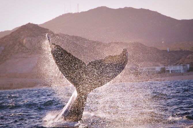 Whale Watching Experience in Cabo San Lucas - Stop One: Arch of Cabo San Lucas for a Real Photo Moment