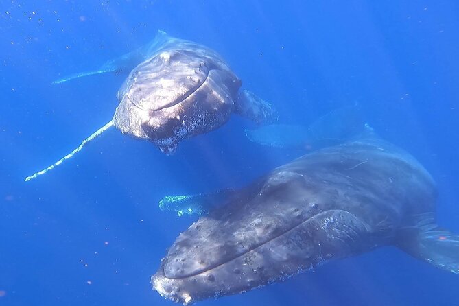 Whale Watching Experience in Cabo San Lucas - Stop Two: Pelican Rock Fish Feeding, Then the Whale Hunt