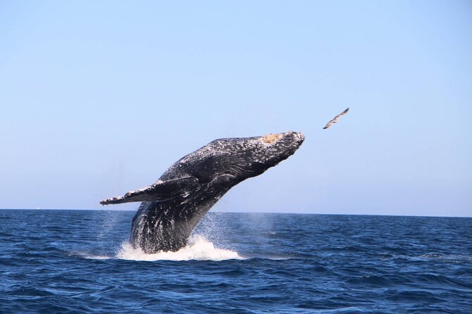 Whale Watching Experience in Cabo San Lucas - The Beach Time Is Conditional (So Don’t Bank on It)