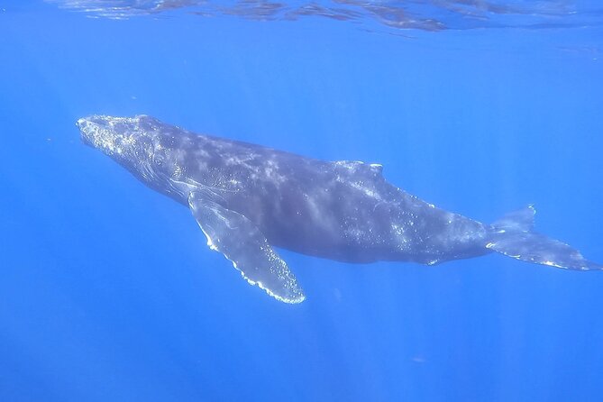Whale Watching Experience in Cabo San Lucas - Value Check: Is $450 Really Worth It?