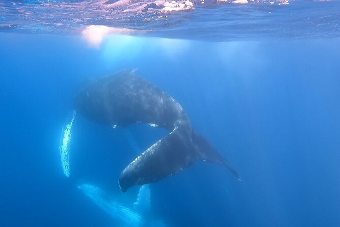 Whale Watching Experience in Cabo San Lucas - Timing, Weather, and Why This Trip Runs on Conditions